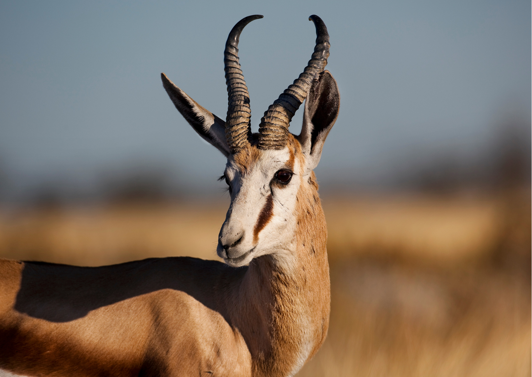 “Mannelijke springbok in Etosha National Park, Namibië, gespot tijdens safari in zijn natuurlijke leefomgeving.”