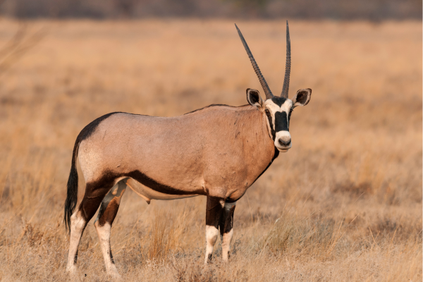 “Gemsbok op de open vlakte bij Aus in Namibië, een karakteristiek woestijndier in het droge landschap van Zuid-Namibië.”