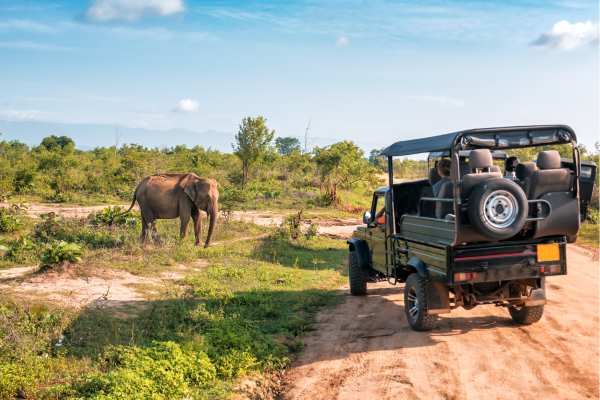 Tanzania_Gamedrive met olifant