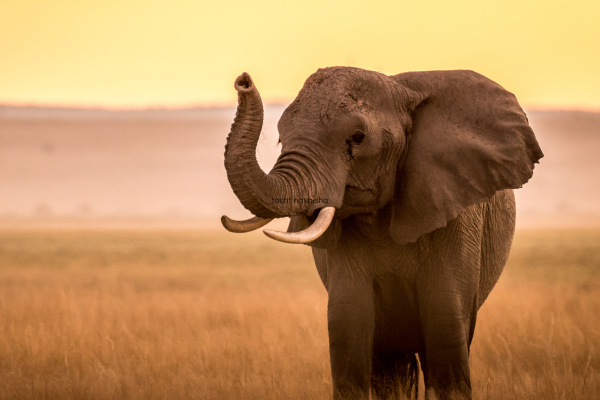 Wilde olifant in Amboseli tussen het stof en het gouden savannegras