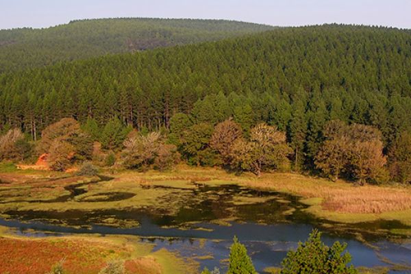 “Ochtend gamedrive in Pilanesberg Nationaal Park”