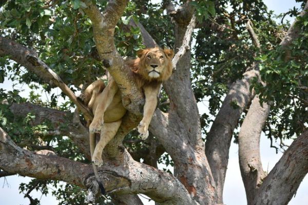 Boomklimmende leeuw in Ishasha-sector van Queen Elizabeth National Park tijdens ochtend game drive.