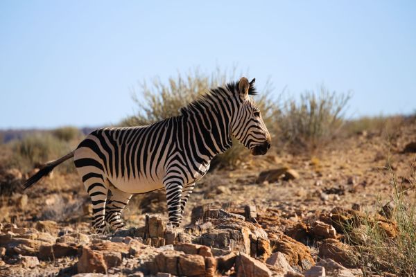 Etosha - “Hartmann’s bergzebra in West-Etosha – unieke soort Namibië.”