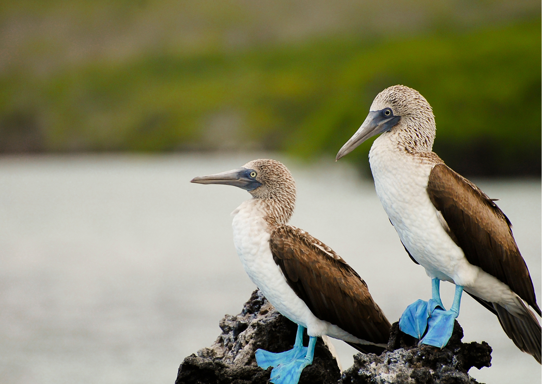 Blue-footed booby met opvallend blauwe poten op de rotsachtige kust van de Galápagos, een iconische vogelsoort van de eilanden.