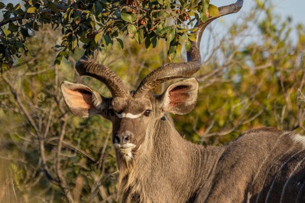 Kudu bij safari Bela-Bela in Zuid-Africa