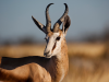 “Mannelijke springbok in Etosha National Park, Namibië, gespot tijdens safari in zijn natuurlijke leefomgeving.”