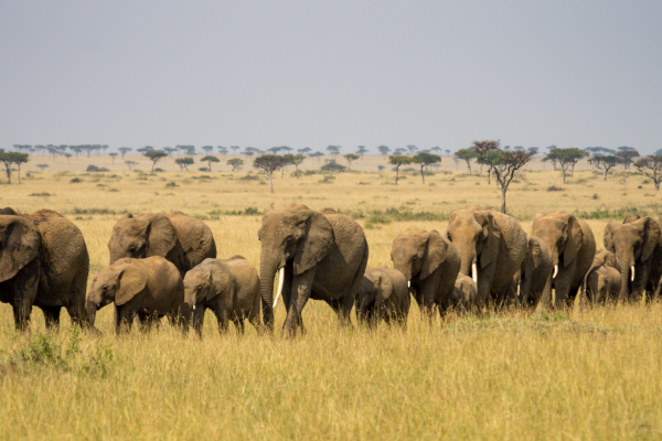 Wilde olifantenfamilie in de Masai Mara met uitgestrekt savannelandschap