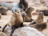 “Zeehonden langs de kust bij Hentiesbaai, Namibië, rustend op het strand aan de Atlantische Oceaan.”