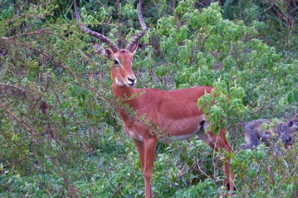 Wildlife spotten: bok in Lake Mburo NP