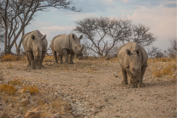Neushoorns bij waterplaats in Etosha National Park in Namibië