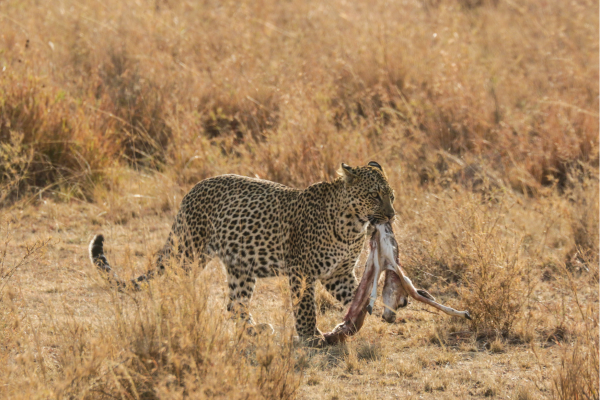 “Luipaard met prooi in Etosha National Park, Namibië, een indrukwekkend roofdiermoment tijdens een safari.”