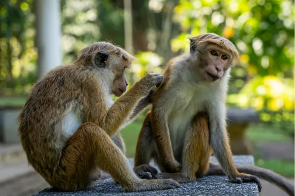 Twee apen zitten samen in een groene omgeving in Sri Lanka