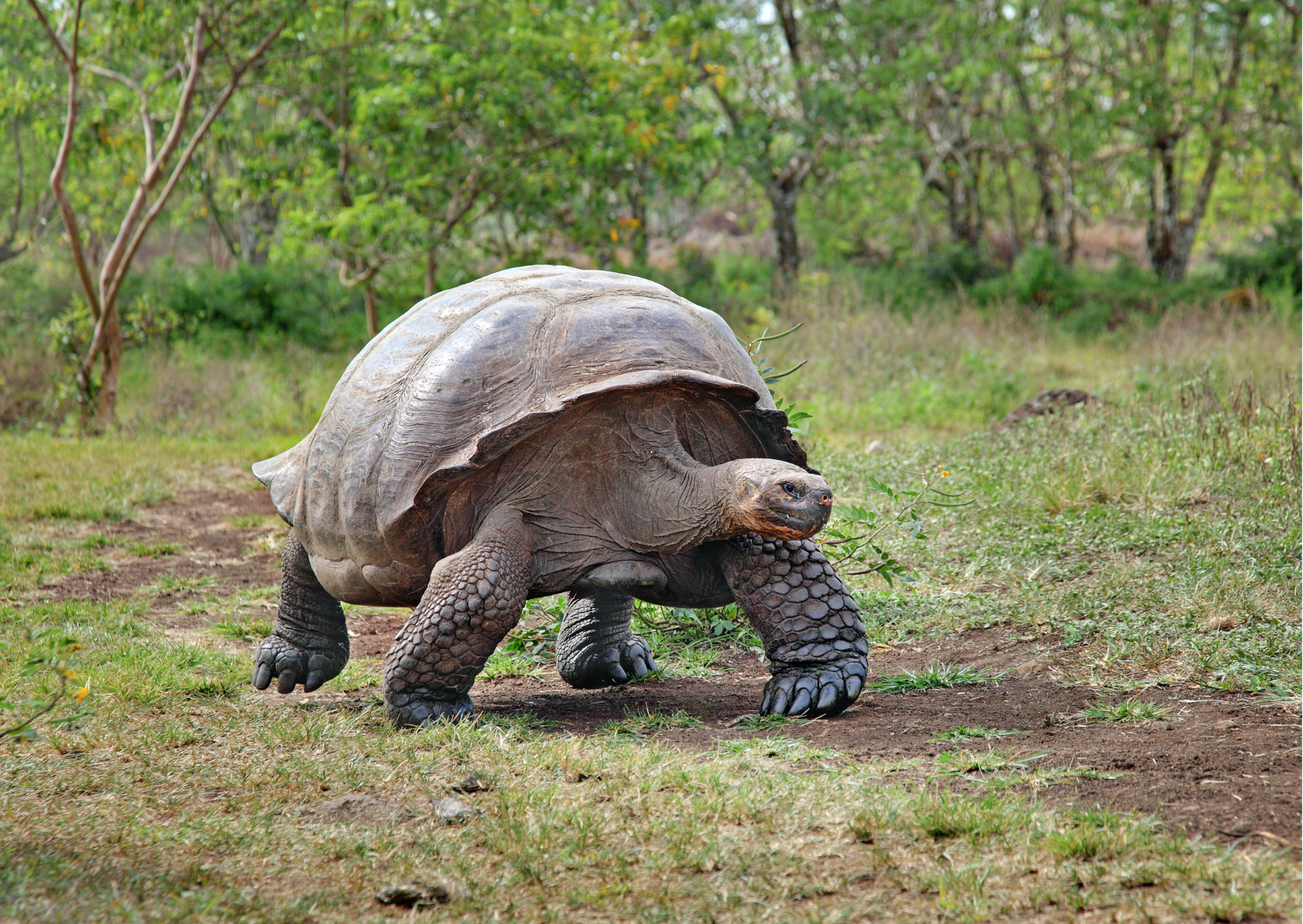 Galápagos reuzenschildpad in het groene hoogland van Santa Cruz, wandelend door het natuurlijke leefgebied in de Parte Alta.