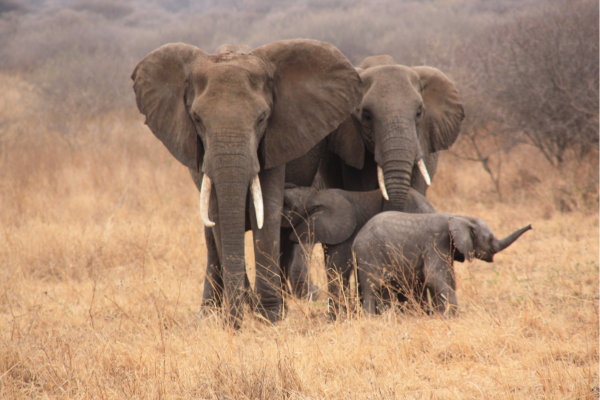 Kudu bij safari Bela-Bela in Zuid-Africa