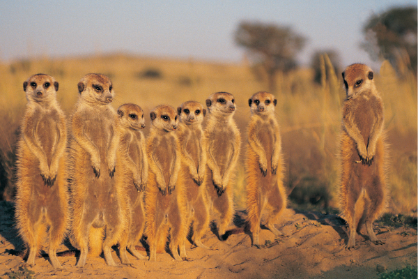 Kalahari woestijn_Namibie_Mariental_Stokstaartjes op een rij