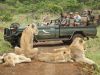 Phinda_Zuid-Africa-Phinda-Game Drive met leeuwen