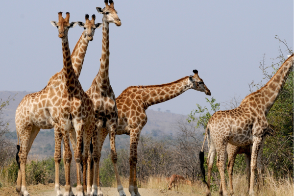 Hluhluwe_Giraffen in groep