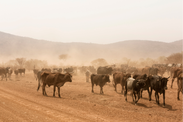 Namibie_Cattle country_Koeien op de weg