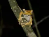 16-daagse rondreis Maleisië met Taman Negara en Pangkor Tropische kikker op een boomtak tijdens een Night Jungle Walk