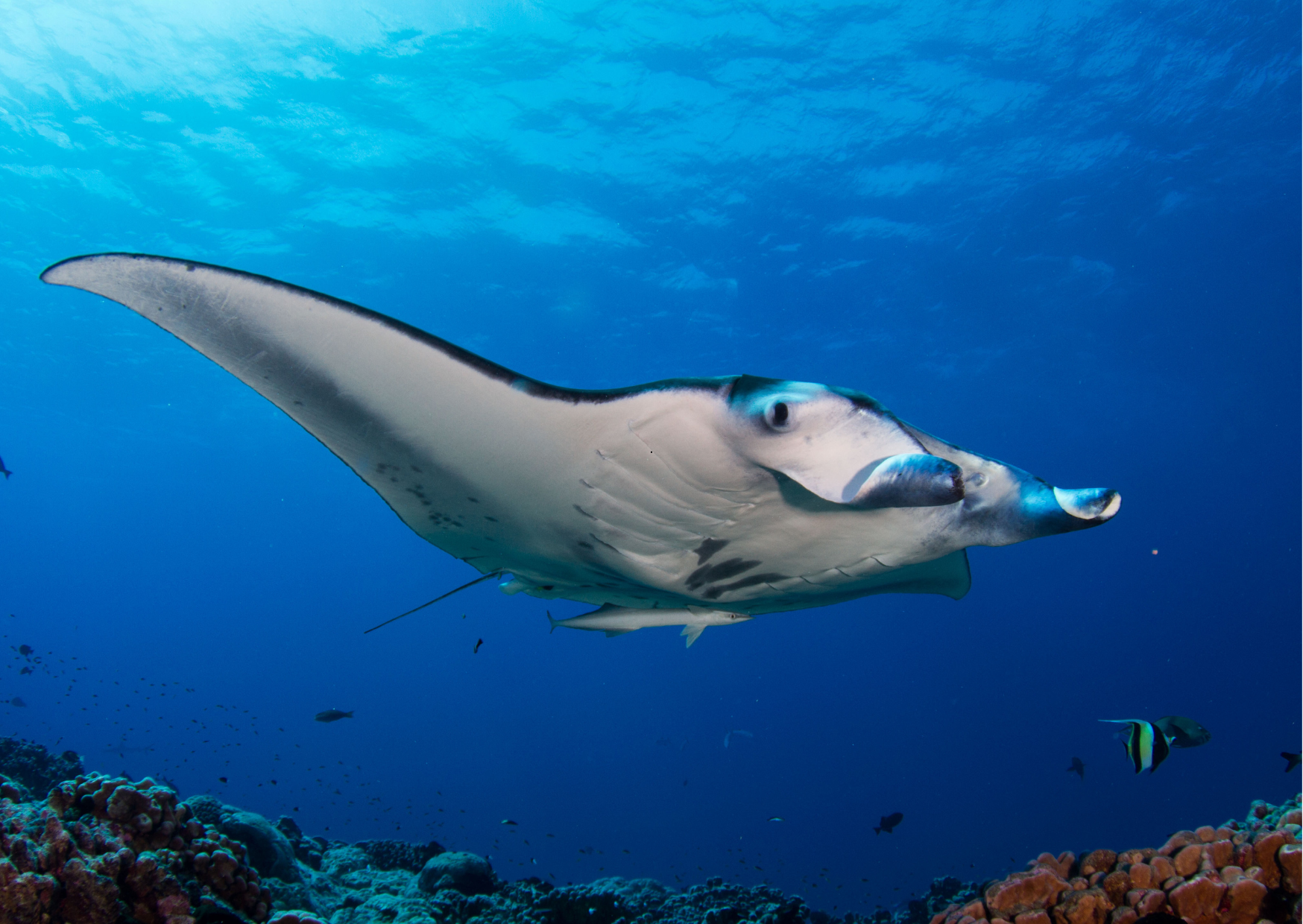 Nusa_Penida_Manta Rogge