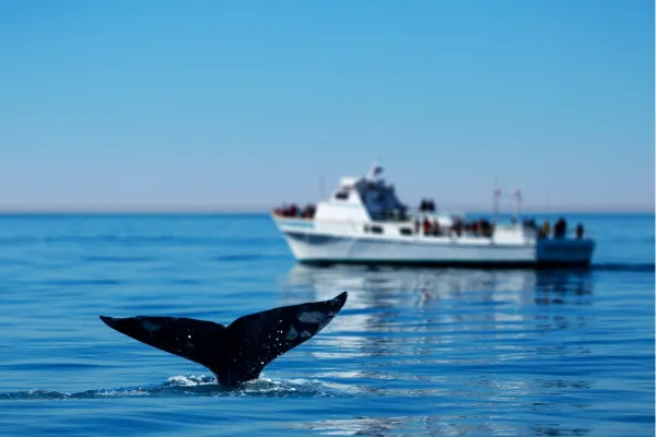 Walvisstaart en whale-watching boot voor de kust van Mirissa in Sri Lanka