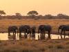 Madikwe_South-Africa_Golden Hour Gathering: African Elephants at a Watering Hole