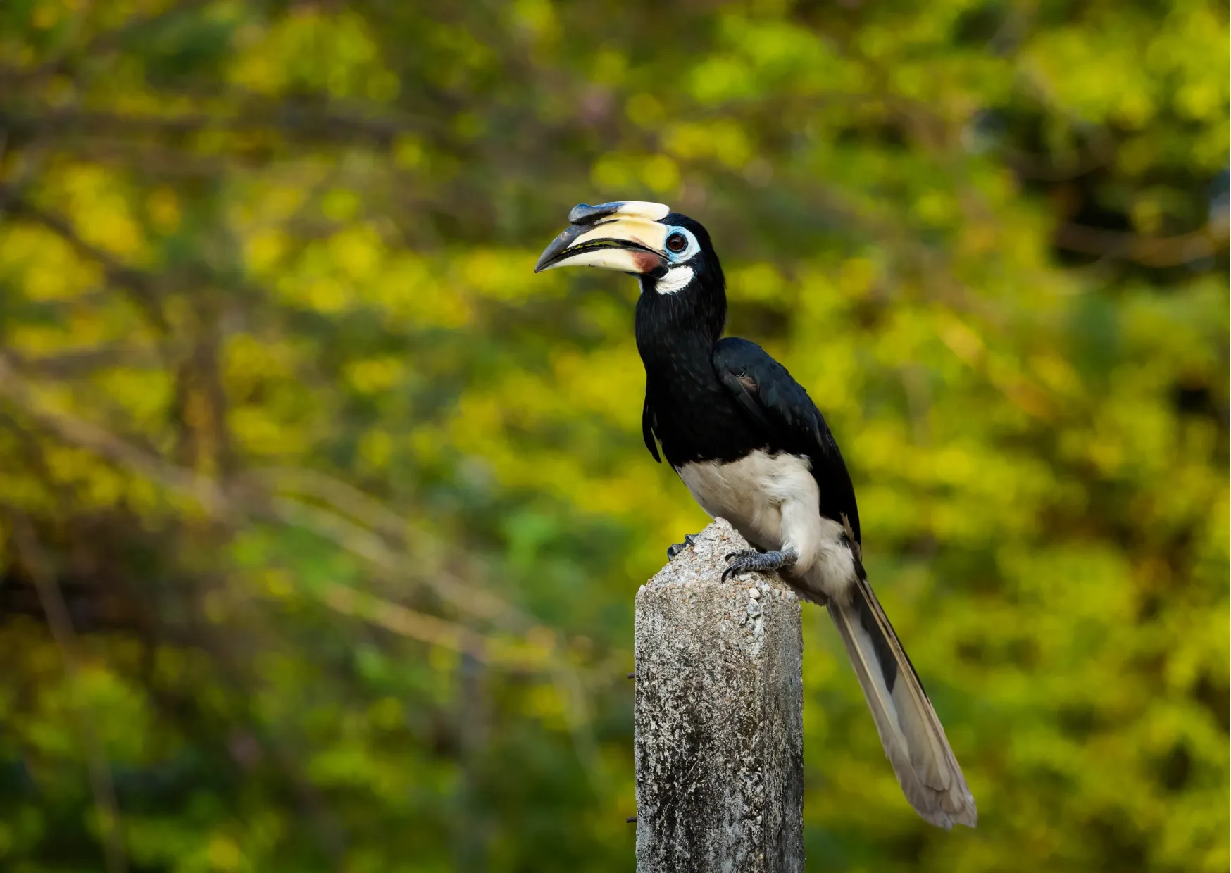 Zwart-witte neushoornvogel op een paal met een groene achtergrond
