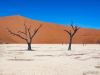 “Versteende bomen in Deadvlei met rode zandduinen in de Namibwoestijn, Namibië.”