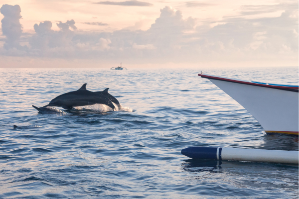 Dolfijnen zwemmend vlak voor traditionele vissersboot in Lovina Bali