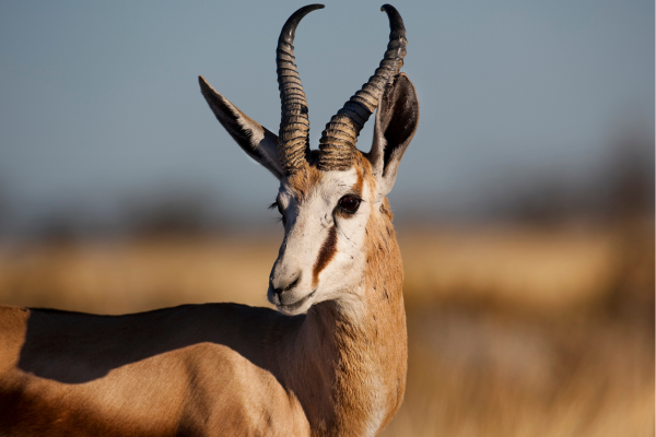 “Mannelijke springbok in Etosha National Park, Namibië, gespot tijdens safari in zijn natuurlijke leefomgeving.”