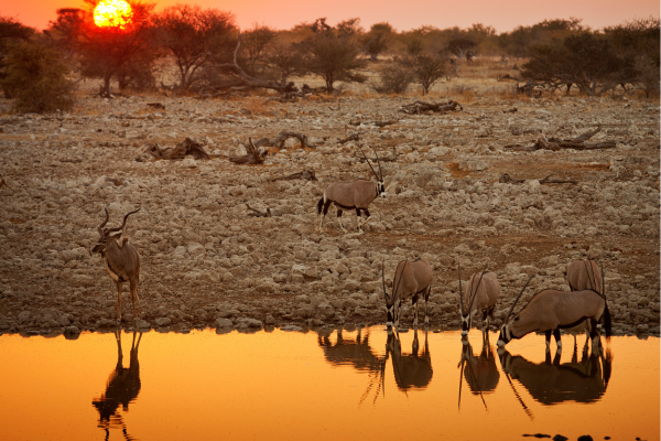 “Zonsondergang bij een waterhole in Etosha National Park in Namibië, waar wilde dieren samenkomen in warm avondlicht.”