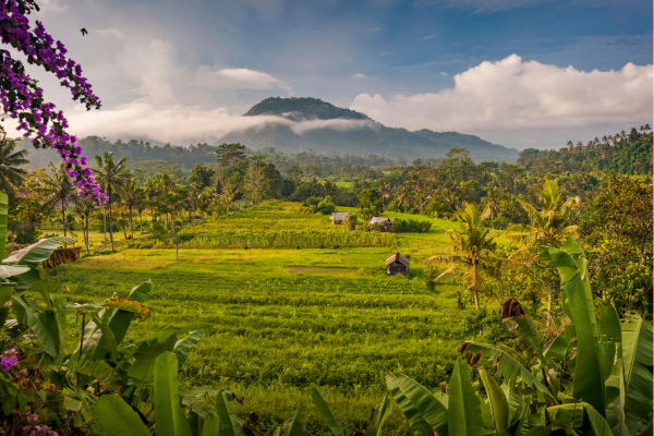 UItzicht in bali over rijstvelden