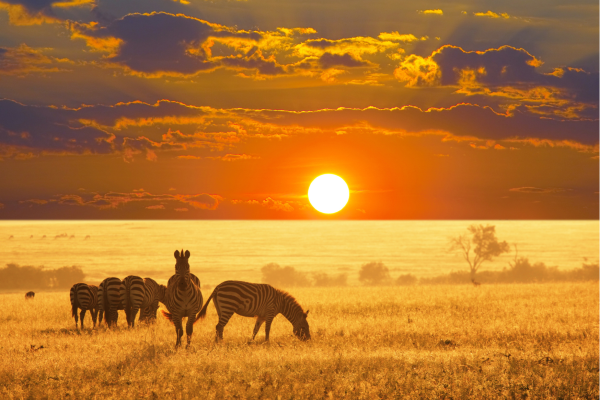 Wildlife bij zonsondergang in Etosha National Park tijdens een safari in Namibië