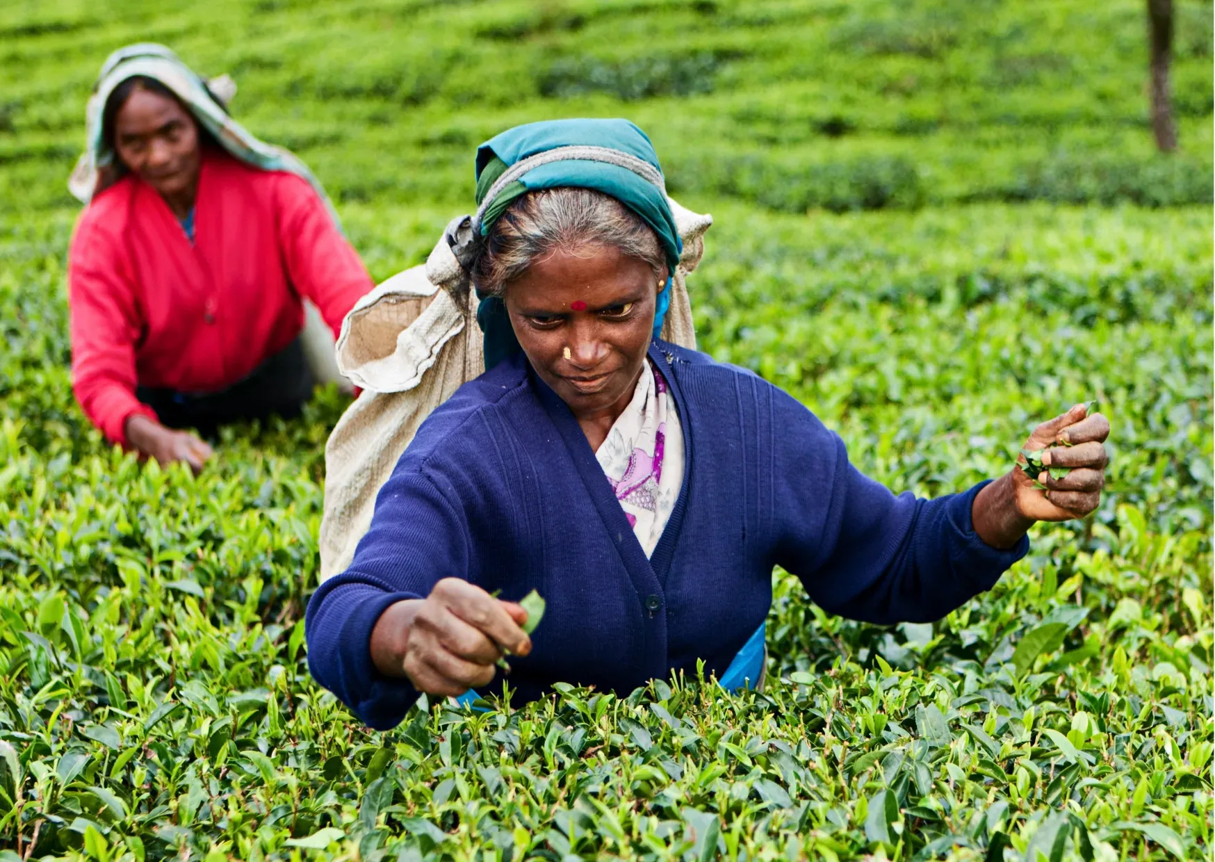 Theeplukkers aan het werk tussen de theevelden in de hooglanden van Sri Lanka