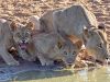“Troep leeuwen rustend bij een waterhole – safari Etosha National Park.”
