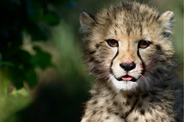 “Cheeta-welp in de Afrikaanse bush in zijn natuurlijke leefomgeving.”