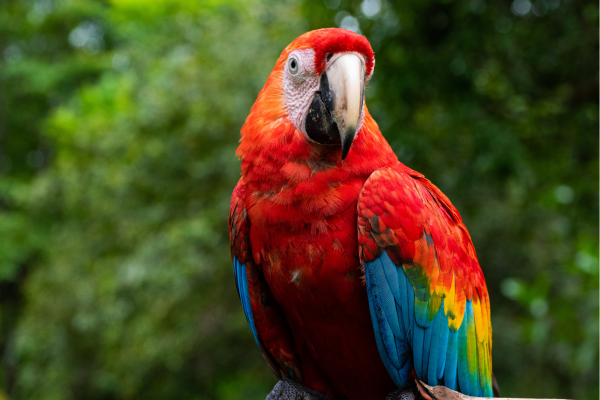 Tropische vogels in de Amazone van Ecuador, zittend in het dichte regenwoud met kleurrijke veren en weelderige jungle op de achtergrond.