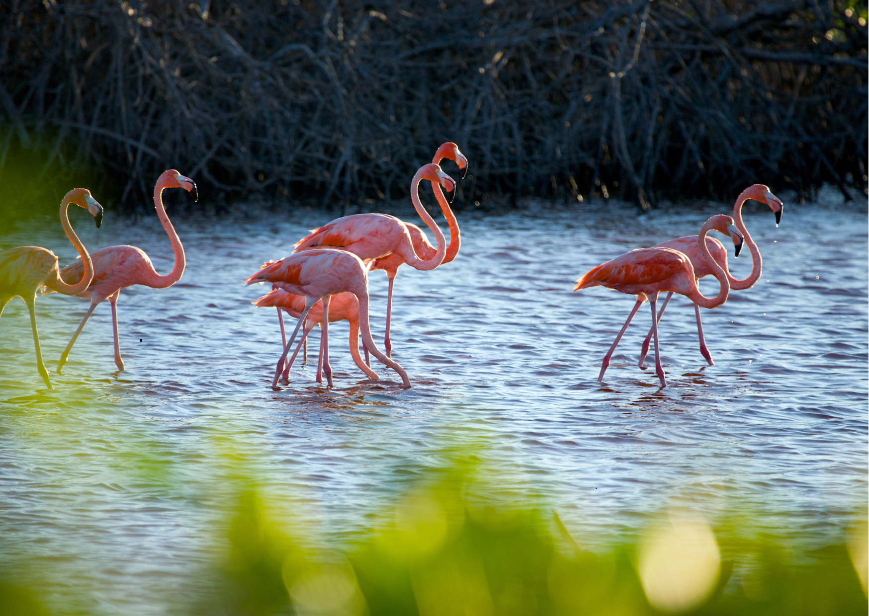 “Flamingo’s in lagune van Celestún met mangrove op de achtergrond.”