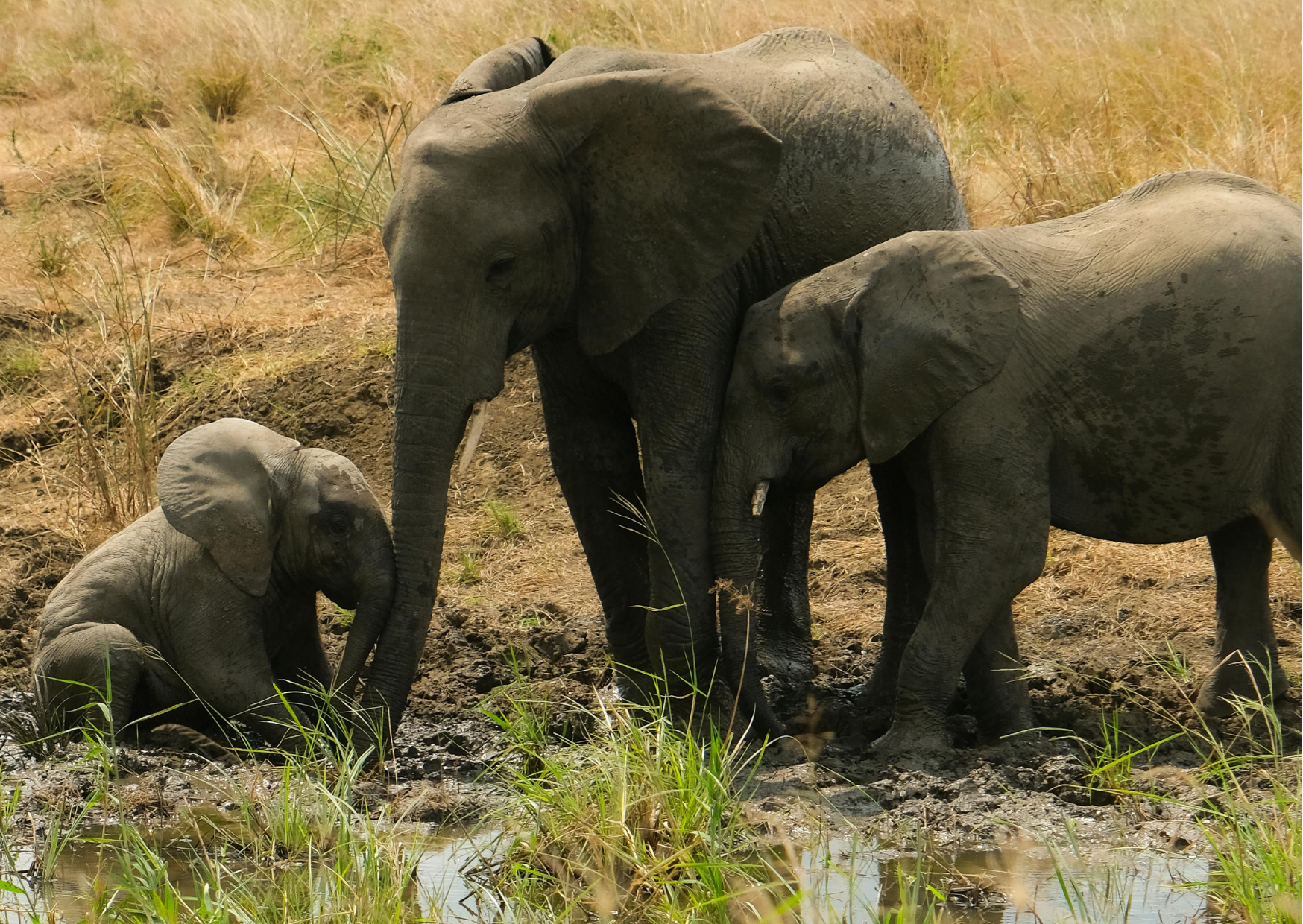 Tanzania_Kudde Olifanten