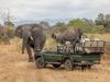 karongwe-elephant-game-drive-786x500