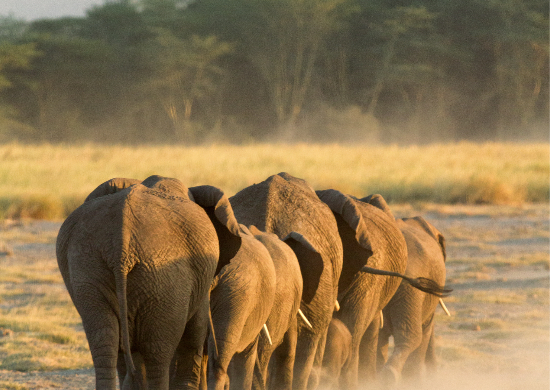 Kudde olifanten in Nyerere National Park met groene bush op de achtergrond