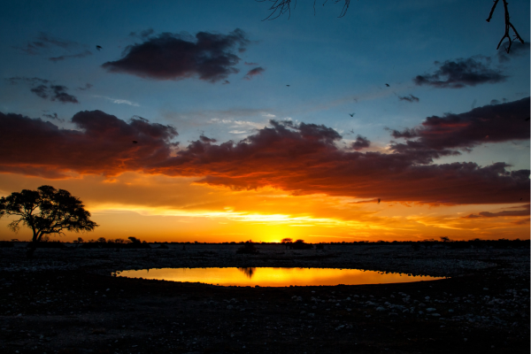 Etosha_Okaukuejo Waterhole