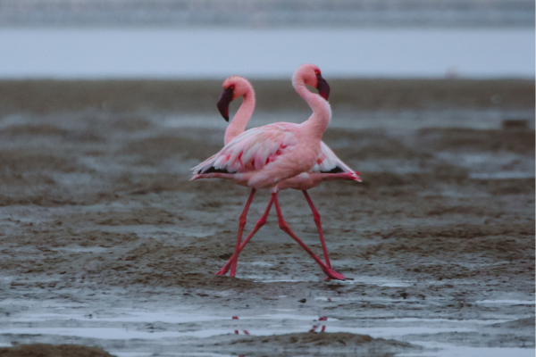 Swakopmund_Flamingo's bij de zee