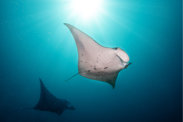 Manta rog zwemmend in helder water bij Manta Point Nusa Penida