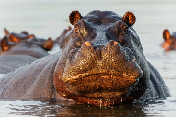 “Nijlpaard in de Okavango Delta in Botswana, rustend in het water van het uitgestrekte en waterrijke deltalandschap.”