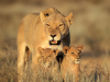 Namibie_Leeuw met jong_Kalahari woestijn