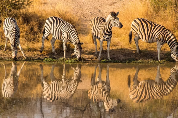 Zebra’s in Dinokeng natuurreservaat Zuid-Afrika