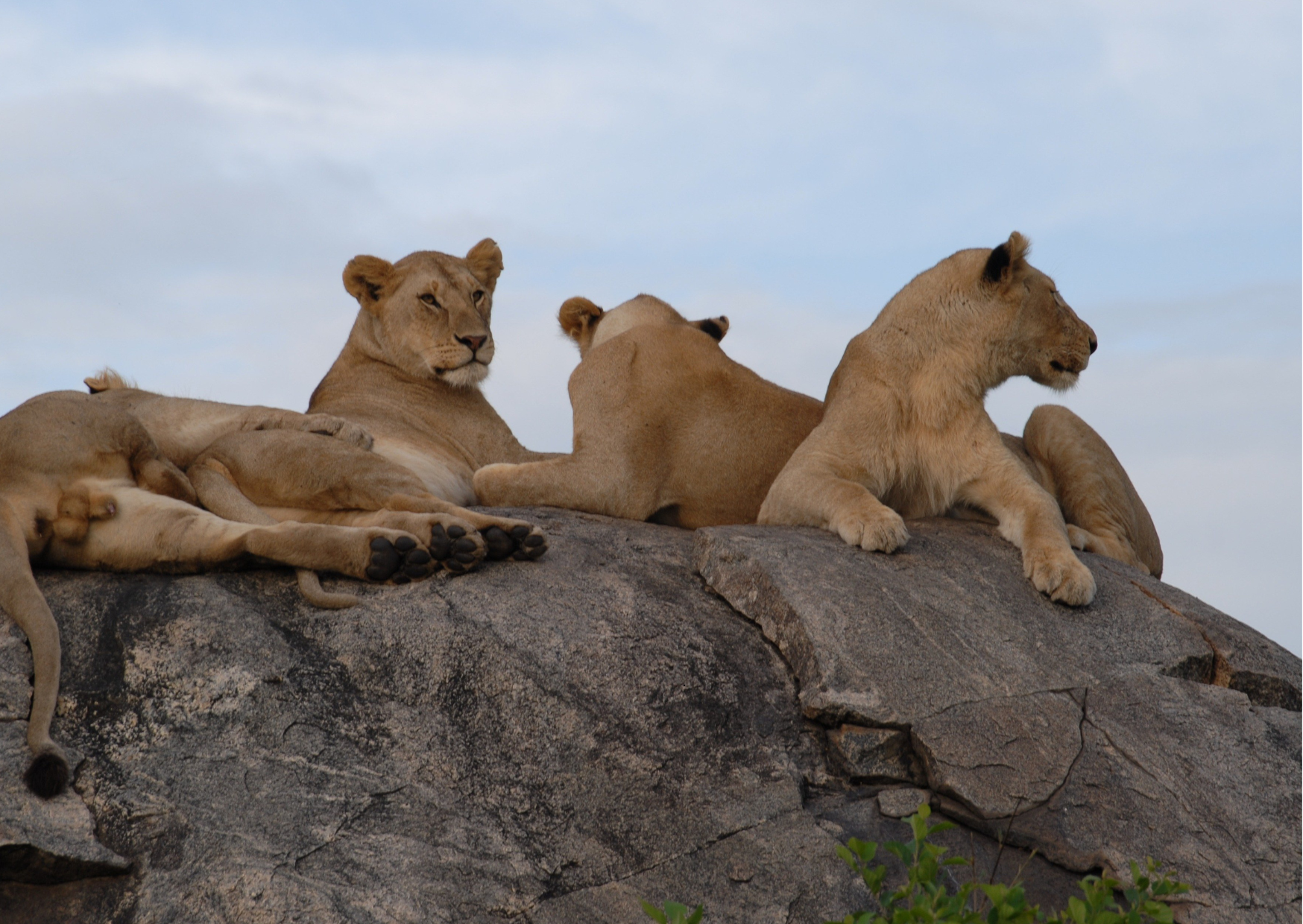 Leeuw in de Masai Mara die uitkijkt over de savanne