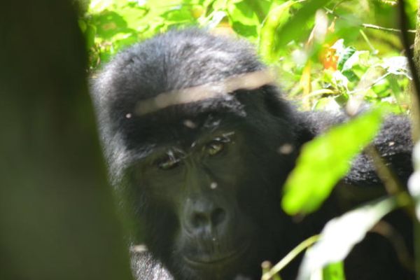 Berggorilla’s spotten in Bwindi: een zeldzame, indrukwekkende natuurervaring midden in het Oegandese regenwoud.