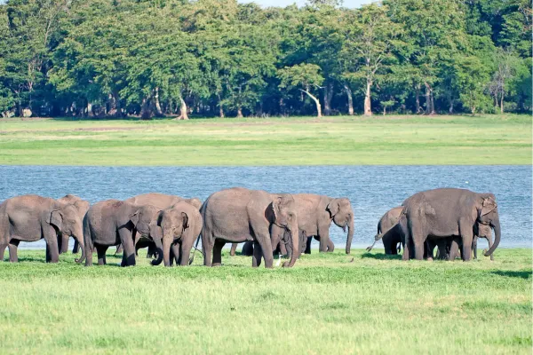 Kudde wilde olifanten bij het water in Minneriya National Park, Sri Lanka